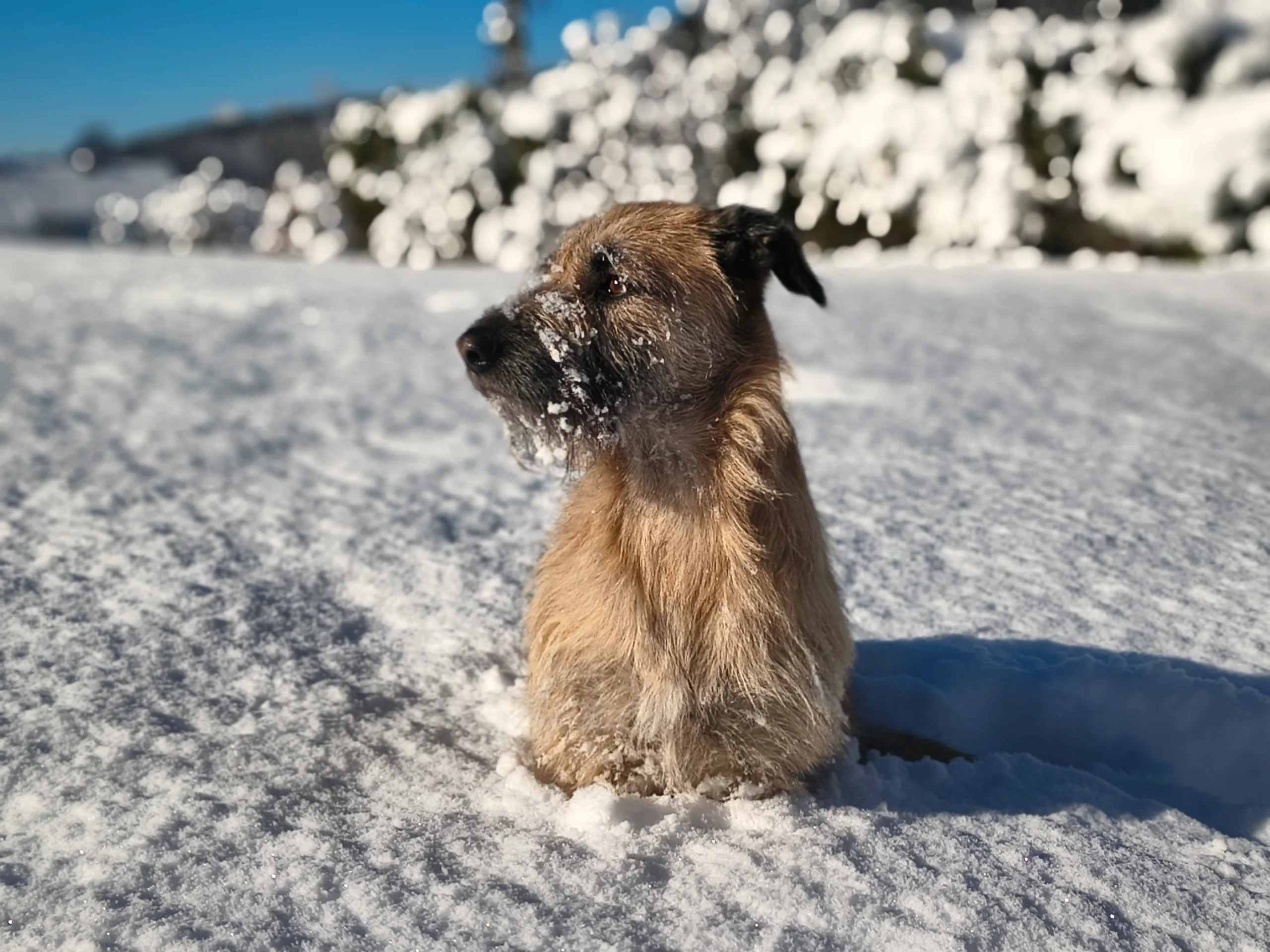 Ein Hund sitzt im Tiefschnee, Schnee im Fell, dahinter verschneite Bäume